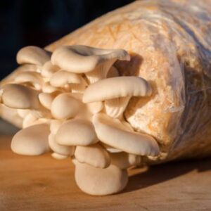 hillbilly pumpkin mushrooms