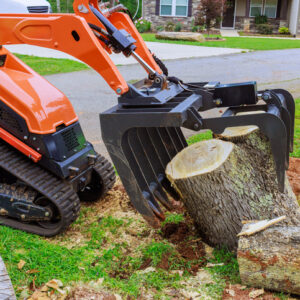 Essential Guide to the Best Tree Removal for Homeowners