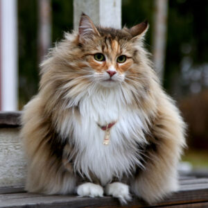 kittens for sale tucson az